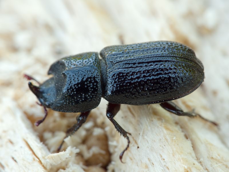 Sinodendron cylindricum (Linnaeus, 1758)